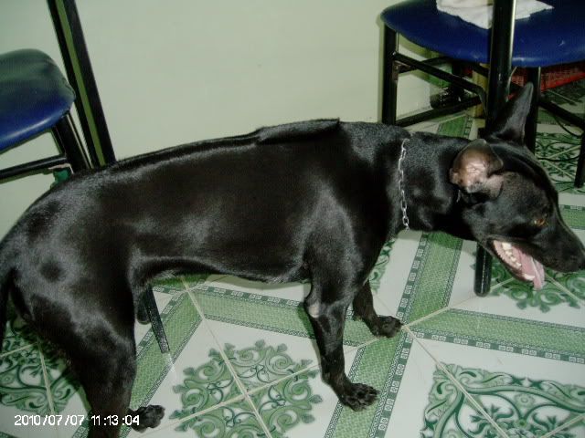 Bu+Cu+Cho Bu Cu Cho http://dogsinvietnam.com/diendan/showthread.php?t=173&page=2