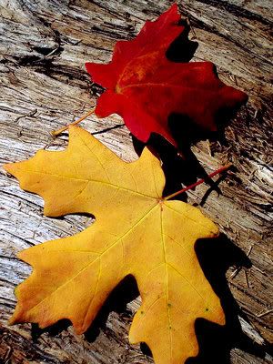 FallLeaves Pictures, Images and Photos