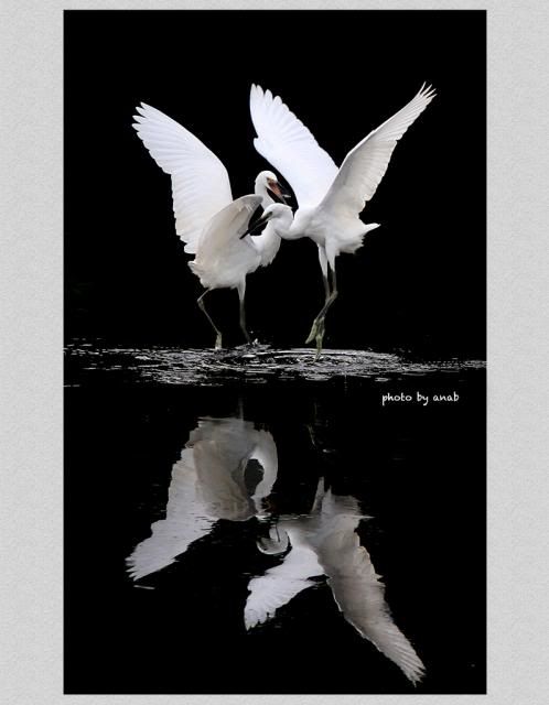 photo IMG_8132c.jpg