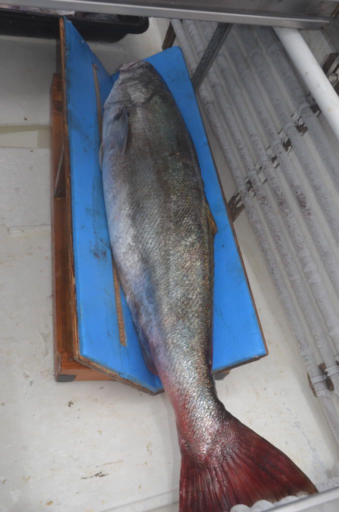 Pending World Record White Sea Bass Bloodydecks