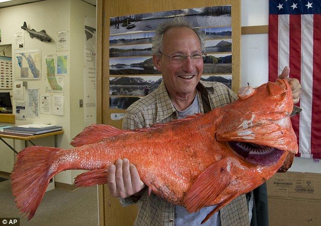 Ikan Langka Raksasa Berusia 2 Abad Berhasil ditangkap di Alaska