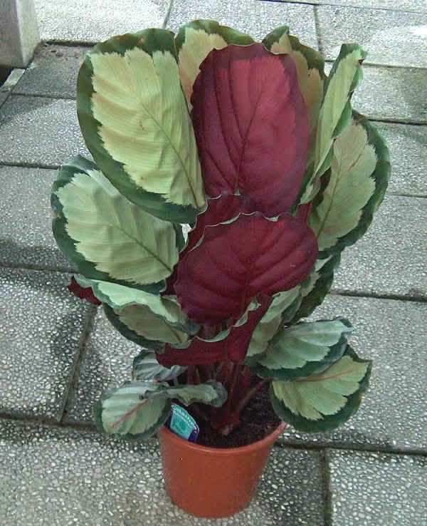 calathearosastar.jpg