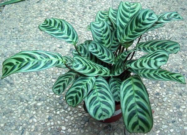 maranta_leuconeura.jpg