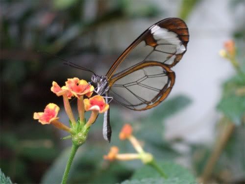 http://i1015.photobucket.com/albums/af272/romabs/glasswing05.jpg