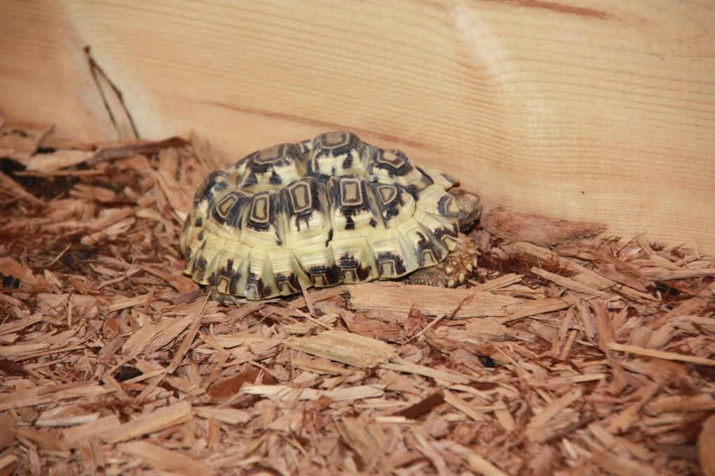 tortoise009.jpg