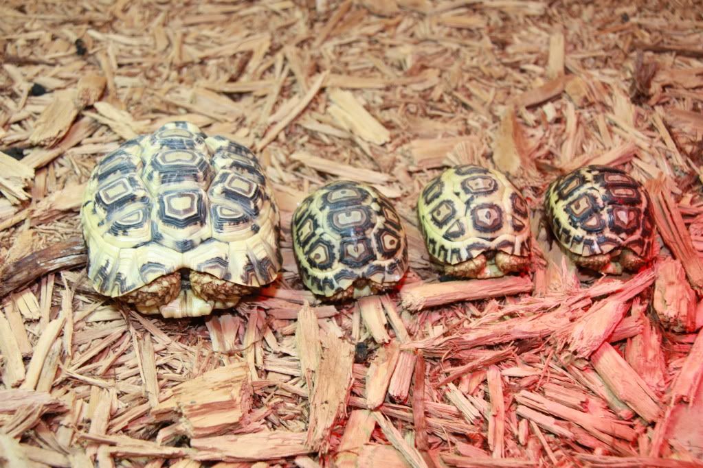 tortoise014.jpg