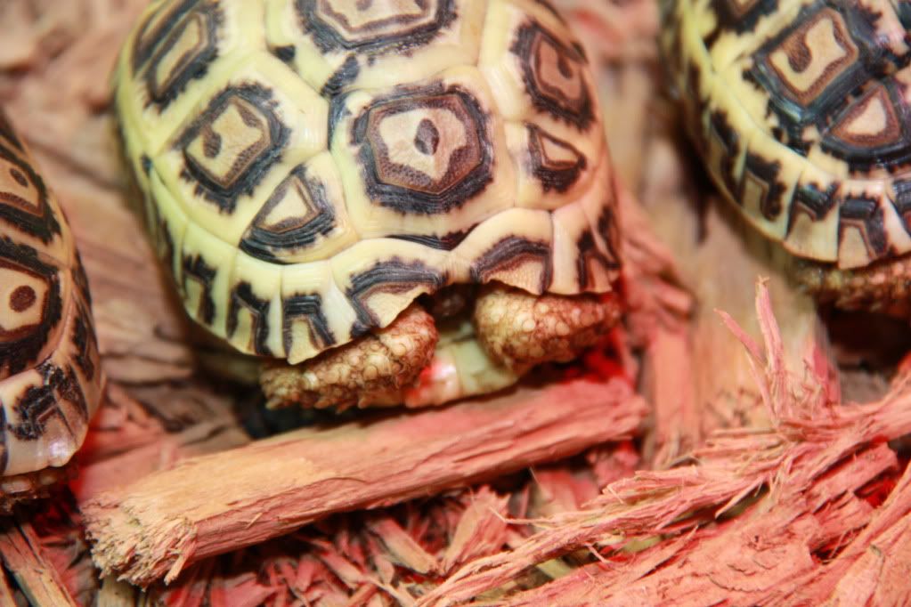 tortoise015.jpg