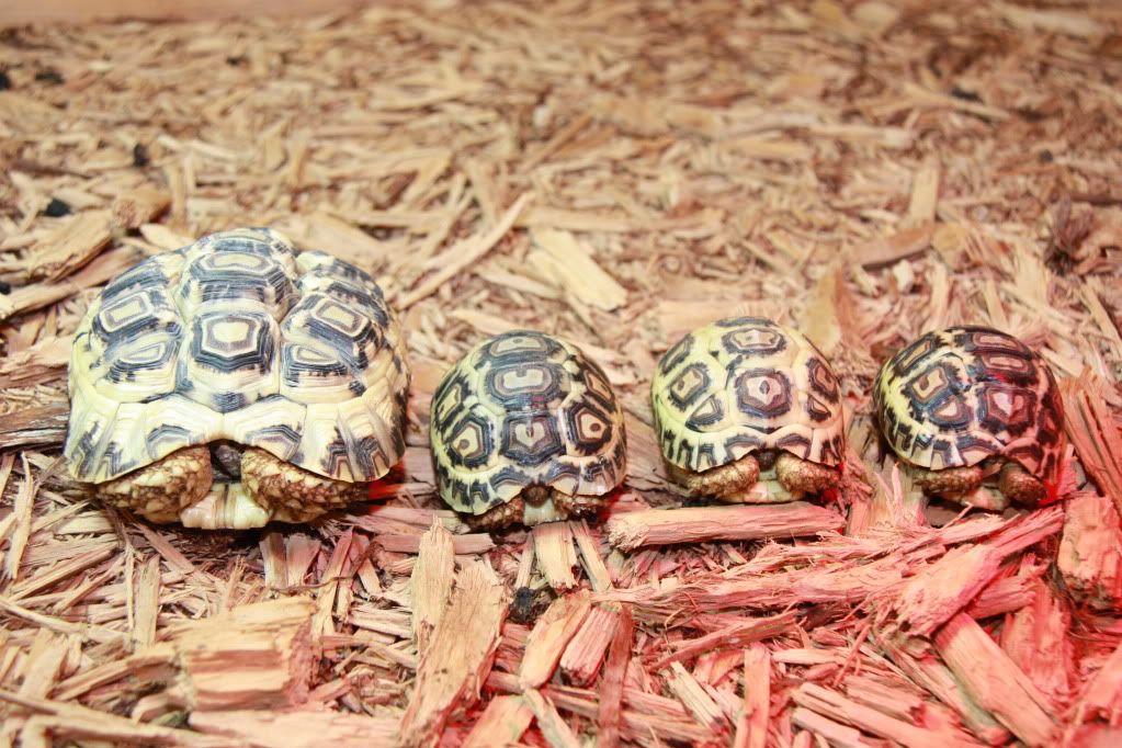 tortoise016.jpg