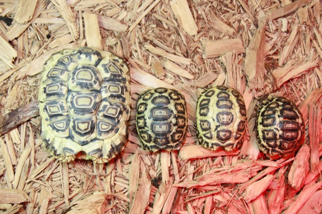 tortoise017.jpg