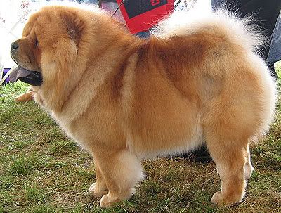 chow02.jpg