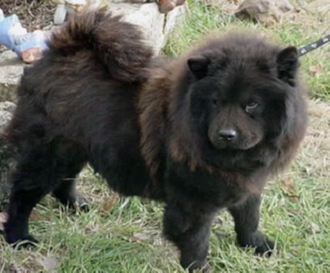 chow03.jpg