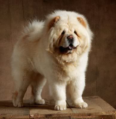 chow04.jpg