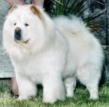 chow05.jpg