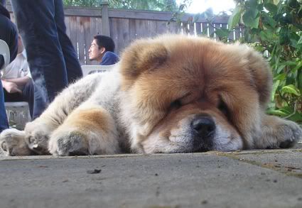chow07.jpg