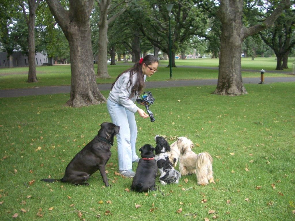 dog-training-melbourne_zpsbaf90758.jpg