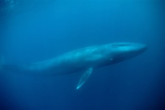 blue whale. image 5