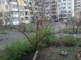 behind my window, first flowers blossom