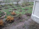 behind my window, first flowers blossom