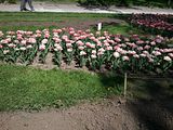 Tulips, Botanic Gardenã��of Hryshko in Kiev