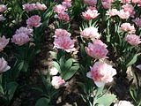 Tulips, Botanic Gardenã��of Hryshko in Kiev