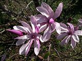 Magnolia, Botanic Gardenã��of Hryshko in Kiev