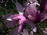 Magnolia, Botanic Gardenã��of Hryshko in Kiev