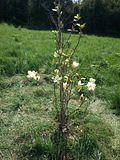 Yellow Magnolia, Botanic Gardenã��of Hryshko in Kiev