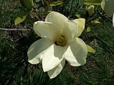 Magnolia, Botanic Gardenã��of Hryshko in Kiev