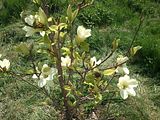 Magnolia, Botanic Gardenã��of Hryshko in Kiev