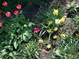 Tulips and Narcissus, Botanic Gardenã��of Hryshko in Kiev