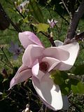 Magnolia, Botanic Gardenã��of Hryshko in Kiev