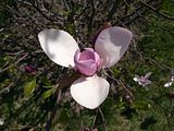 Magnolia, Botanic Gardenã��of Hryshko in Kiev