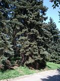 Spruce, Botanic Gardenã��of Hryshko in Kiev