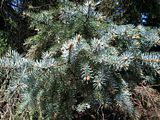 Spruce, Botanic Gardenã��of Hryshko in Kiev