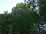 lilac, Botanic Gardenã��of Hryshko in Kiev