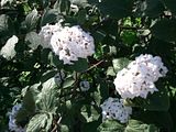 Bird cherry, Botanic Gardenã��of Hryshko in Kiev