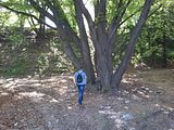 everlasting tree, Botanic Gardenã��of Hryshko in Kiev