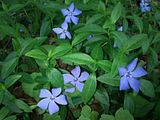 Vinca, Botanic Gardenã��of Hryshko in Kiev