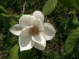 magnolia, Botanic Gardenã��of Hryshko in Kiev