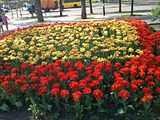 Monument of Skovoroda, Tulips near the monument of Skovoroda - Kontraktovaya PloschKontraktovaya Ploschad