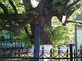 Tilia, Andriivsky Uzviz - more than 350 years old