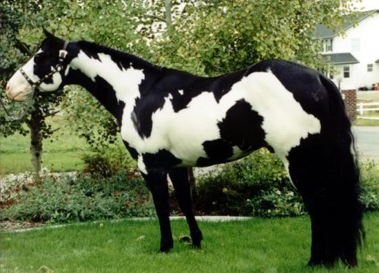 Black And White Paint Horses For Sale In Oregon Black And White Paint Horses For Sale In Oregon