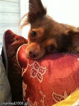 http://i1015.photobucket.com/albums/af279/SacyLyssPhoebe/37861682.jpg?t=1257601296