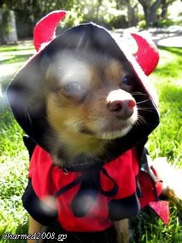 http://i1015.photobucket.com/albums/af279/SacyLyssPhoebe/39885789.jpg?t=1257601301