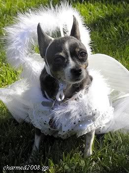 http://i1015.photobucket.com/albums/af279/SacyLyssPhoebe/39886220.jpg?t=1257601302