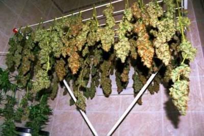 marihuana marihuana