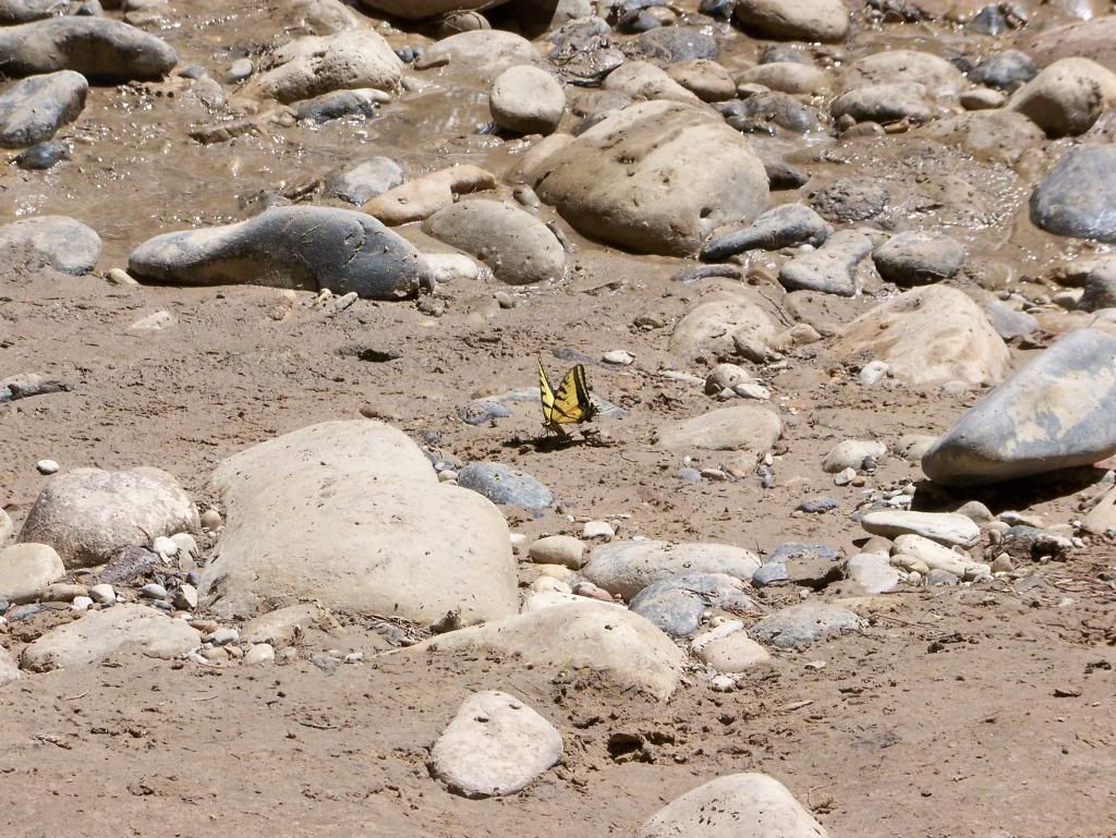 IMAGE: http://i1015.photobucket.com/albums/af280/Spammey/100_2948_zpsc33456b2.jpg