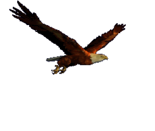 eagle.gif picture by alvesdsantos